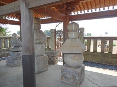 鯉は形も色も多様です