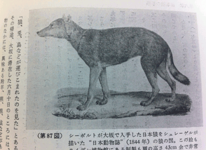 犬の健康には品種よりもケアとライフスタイルの方が大きな影響を与えます。 (出典: Getty Images/転載)